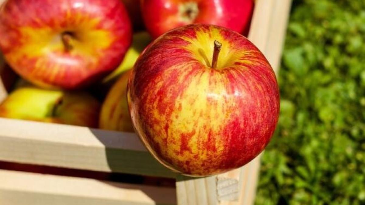 trucuri-pentru-pastrarea-merelor-iarna_99411400