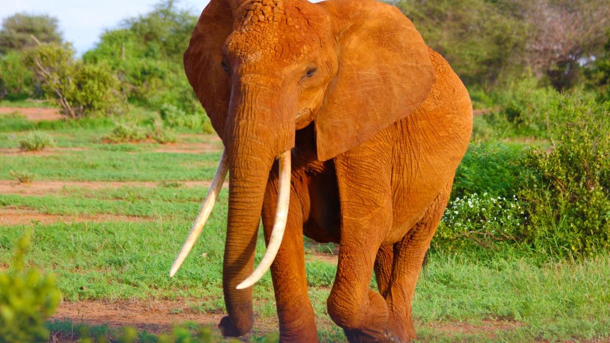 elefant-colti-fildes_37145500