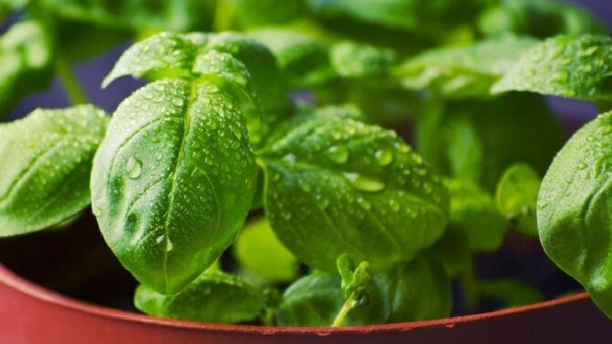 tocmai-ai-cumparat-o-planta-de-busuioc---iata-ce-trebuie-sa-faci-ca-sa-reziste-mai-multe-luni_67916000