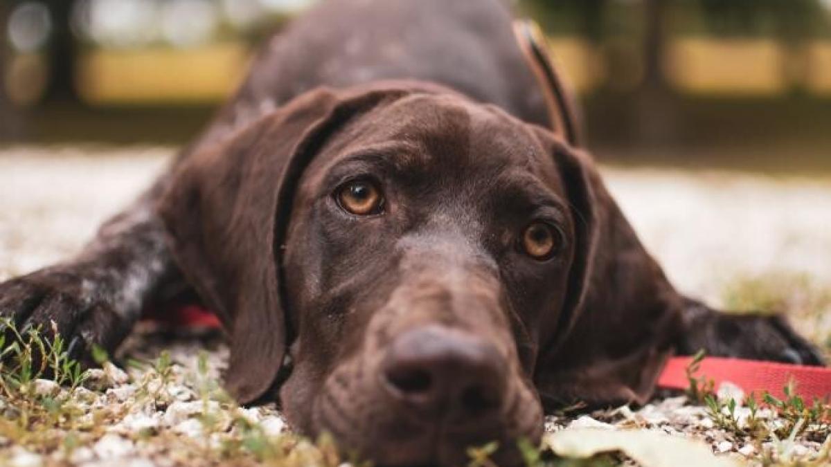 catel_foto_pexels_71931200