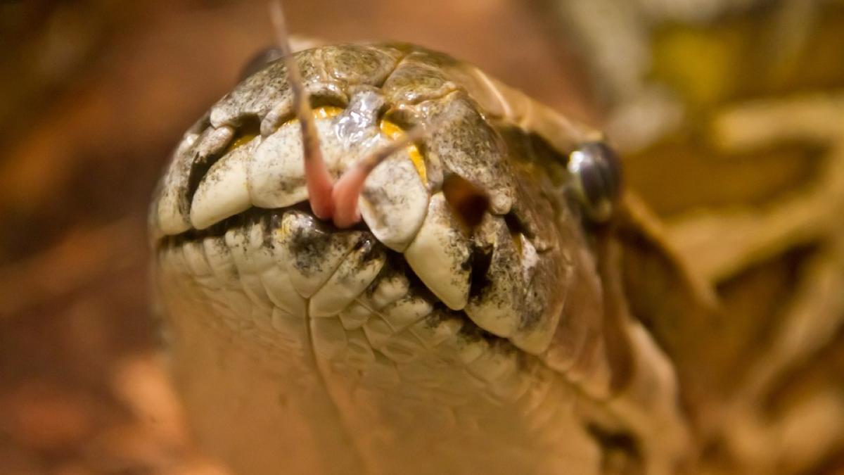 femeie-inghitita-de-un-piton-urias_96200400