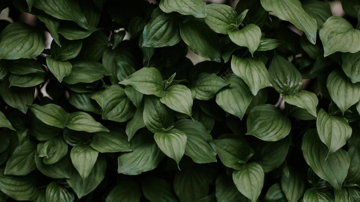 plante-stres_05092300