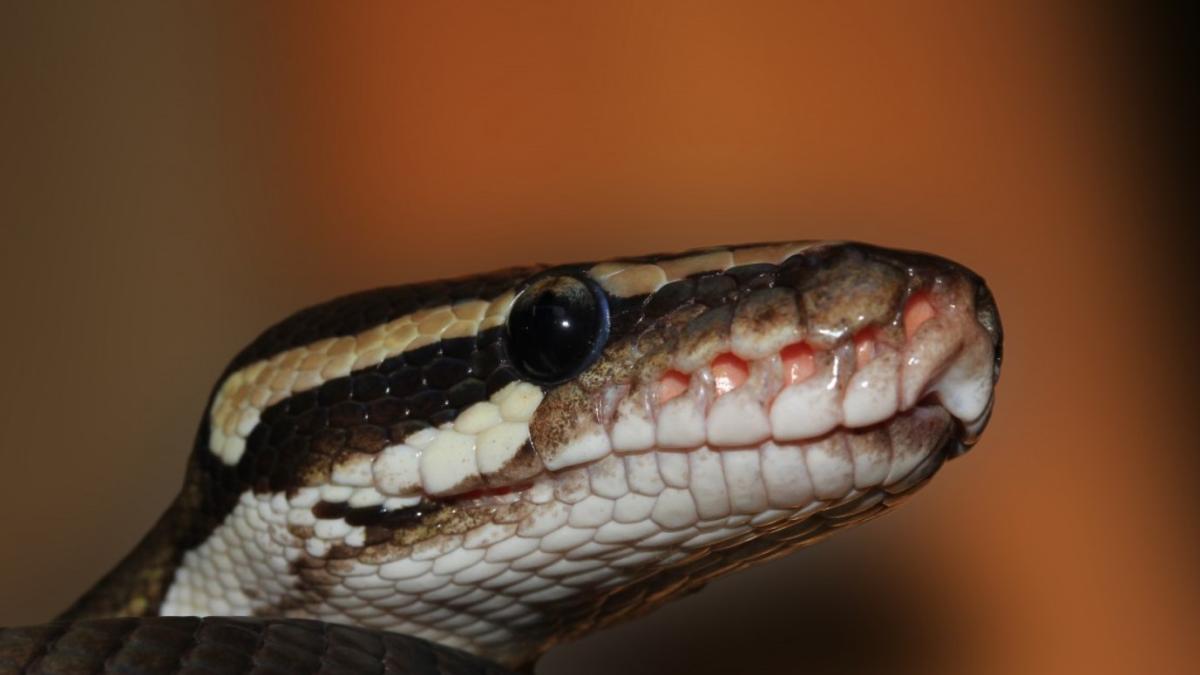 o-cobra-regala-a-evadat-din-gradina-zoo-si-este-de-negasit--in-suedia_45434300