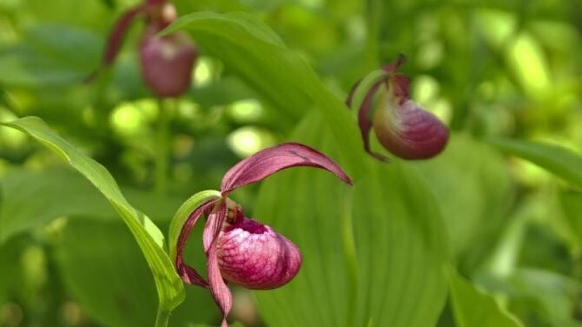 nu-toate-orhideele-pot-fi-crescute-in-casa--iata-care-este-motivul_70461800