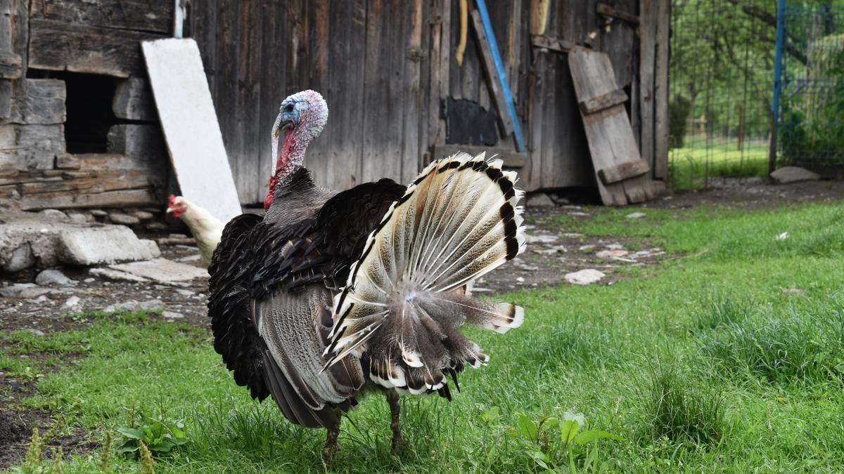 vtara-in-care-fermierii-sunt-obligati-sa-tina-gainile-si-curcanii-in-casa_66999000