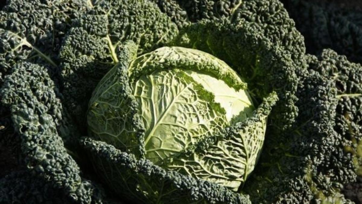 chipsuri-de-varza-kale--delicioase--crocante-si-sanatoase--copiii-le-vor-adora_05298400