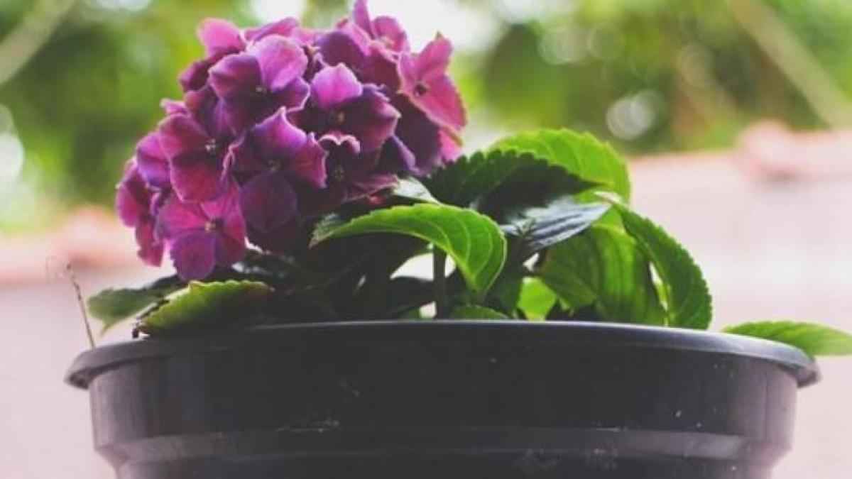 violetele-vor-inflori-tot-anul--daca-le-ingrijiti-corect--iata-ce-pasi-trebuie-sa-urmati--sfaturile-gradinarilor_43871000