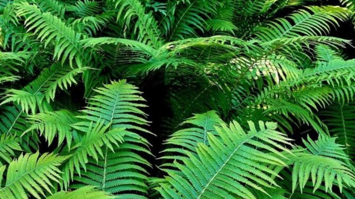 aveti-o-feriga-in-casa---gradinarii-au-dezvaluit-ce-trebuie-sa-faceti-ca-planta-sa-nu-se-usuce_14681100