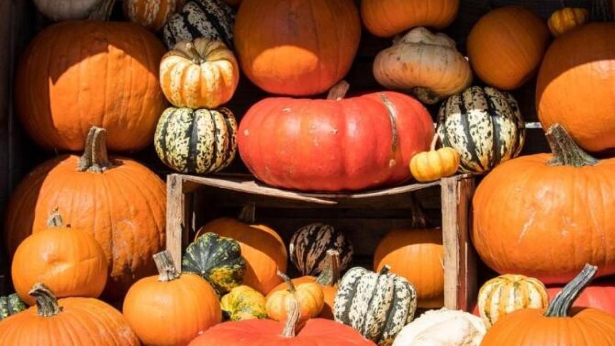 dovleac-inabusit-cu-mere--un-desert-care-se-prepara-usor--cei-dragi-il-vor-adora_69512500