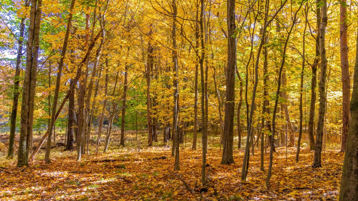 cadavrul-unei-femei-din-mehedinti--gasit-in-padurea-balotesti_86334400