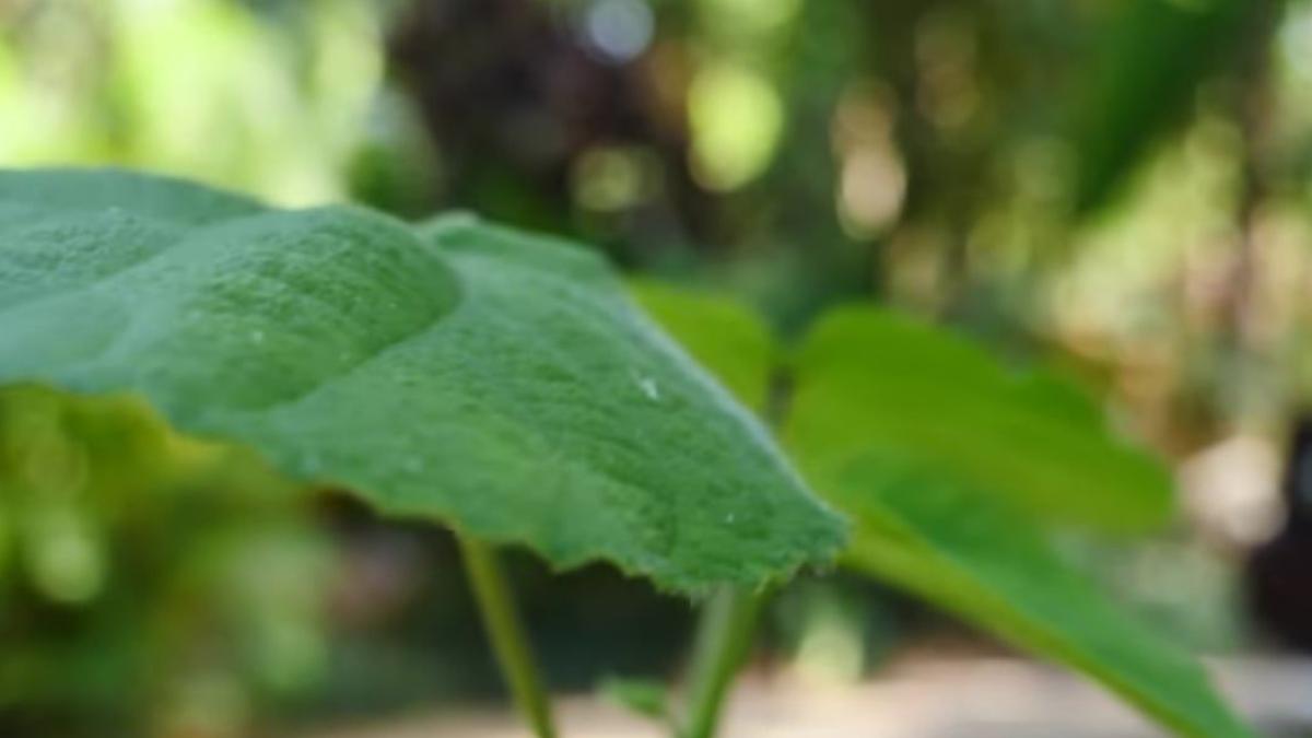 planta-periculoasa-sinucidere_48325200