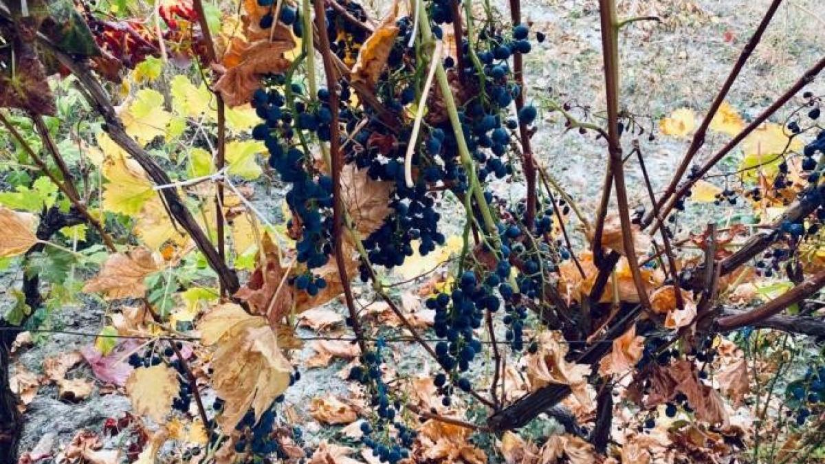 masca-strugure-mirela-vescan_33495600