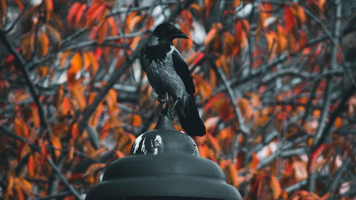 ploi-vreme-racire-noiembrie_99987600