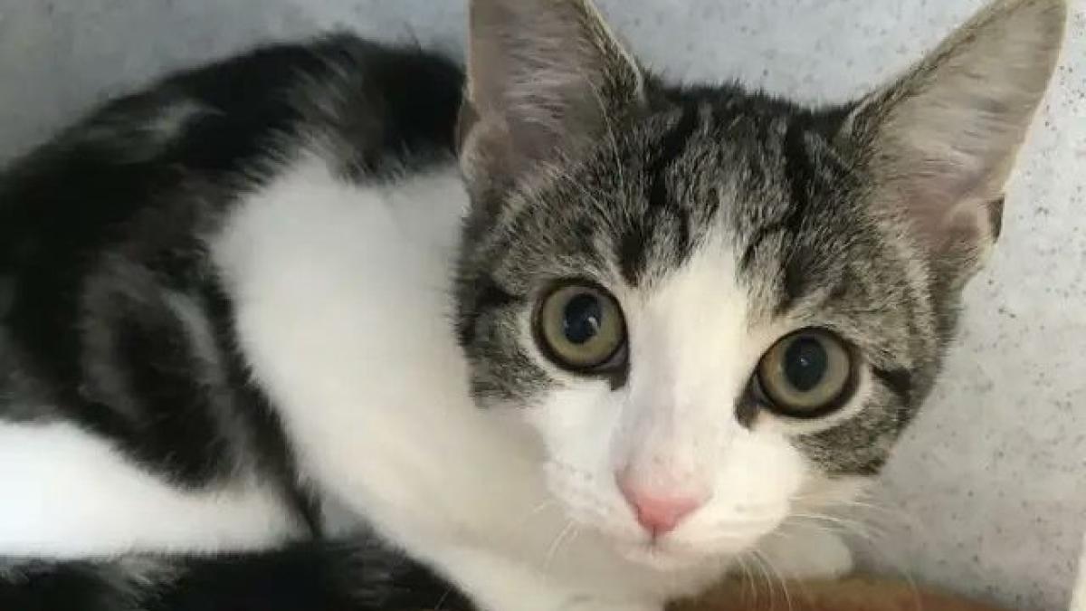 pisica-asexuala_44575700