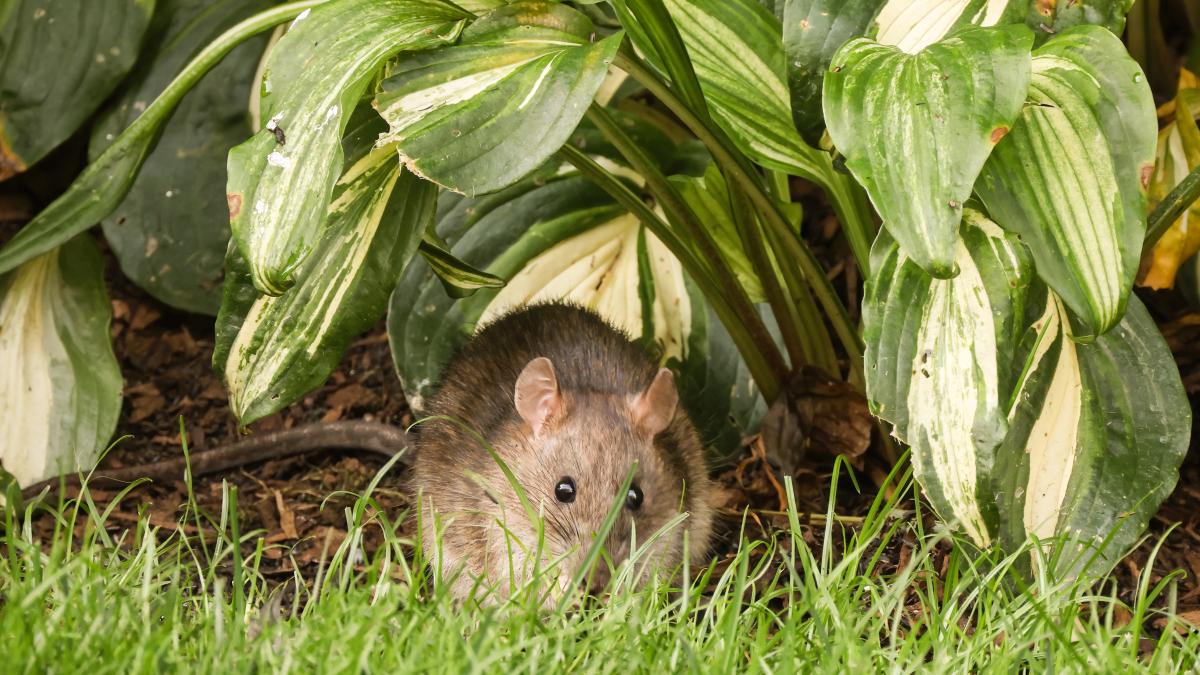 ce-zi-este-azi-ziua-soriceilor-fantezi-si-a-prevenirii-si-tratarii-pneumoniei_29333200