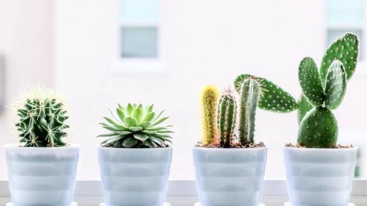 plantele-de-interior--care-pot-absorbi-energiile-negative-si-te-pot-feri-de-ochii-rai--cultiva-le-si-tu_66173900