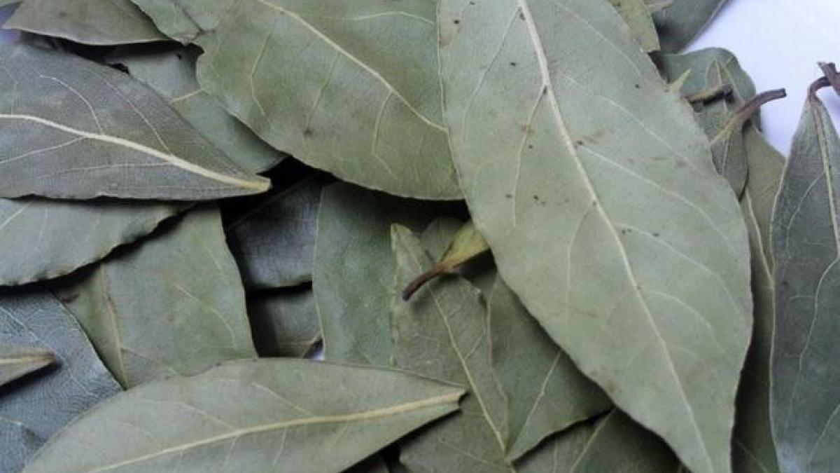 pune-frunze-de-dafin-in-frigider--iata-de-ce-trebuie-sa-o-faci_81054400