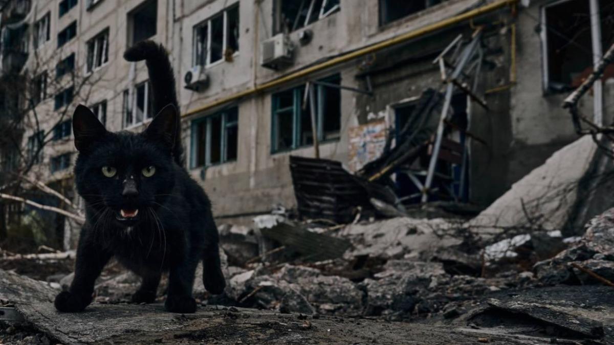 mesajul-nato-catre-kiev-va-dam-arme--dar-nu-vom-merge-la-razboi_73460200