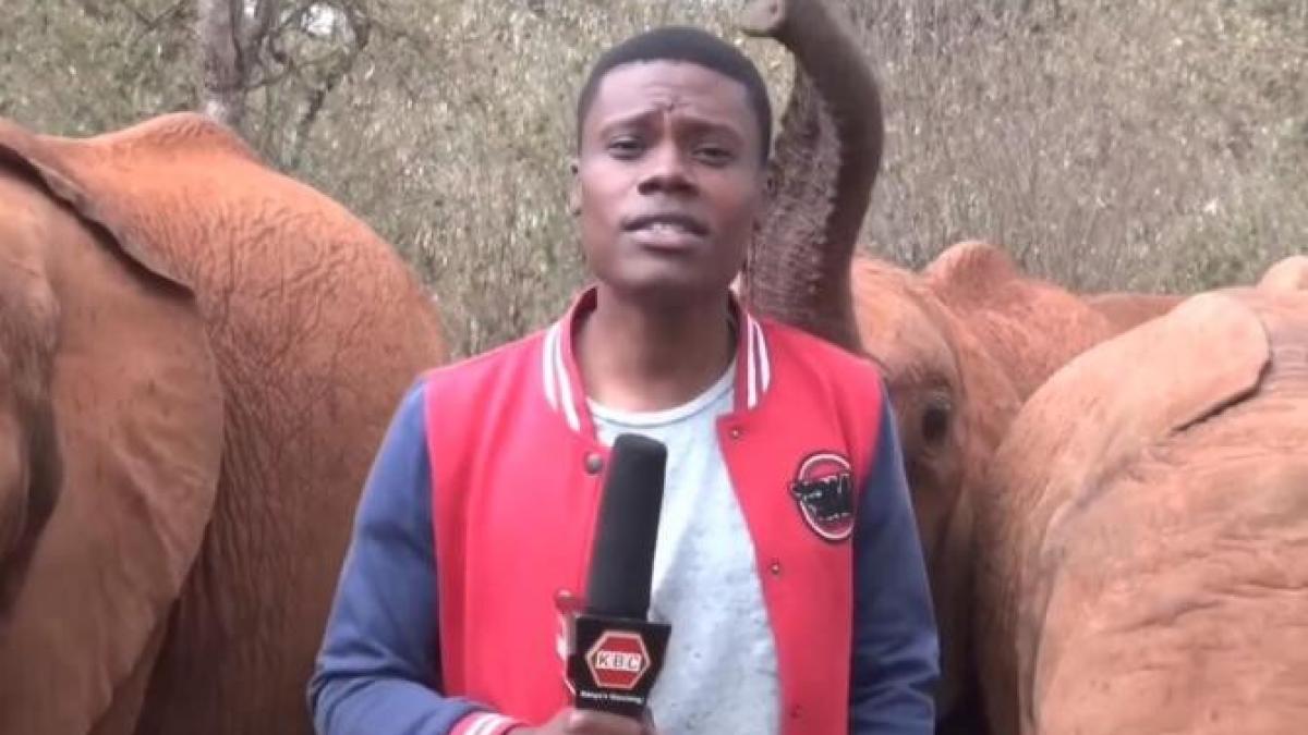 reporter-elefnat_64281000