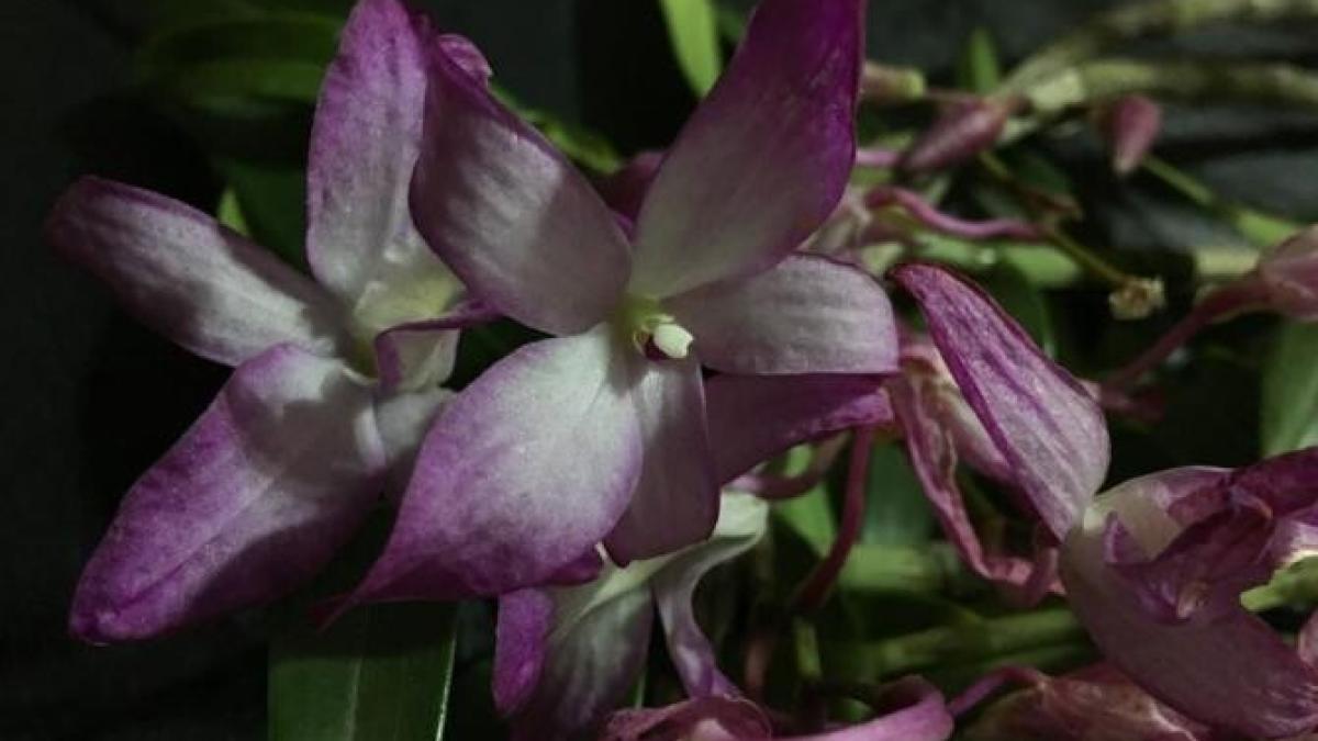 un-mod-neobisnuit-cu-care-poti-invia-o-orhidee-ofilita--trucul-adinarilor-cu-experienta_06764400