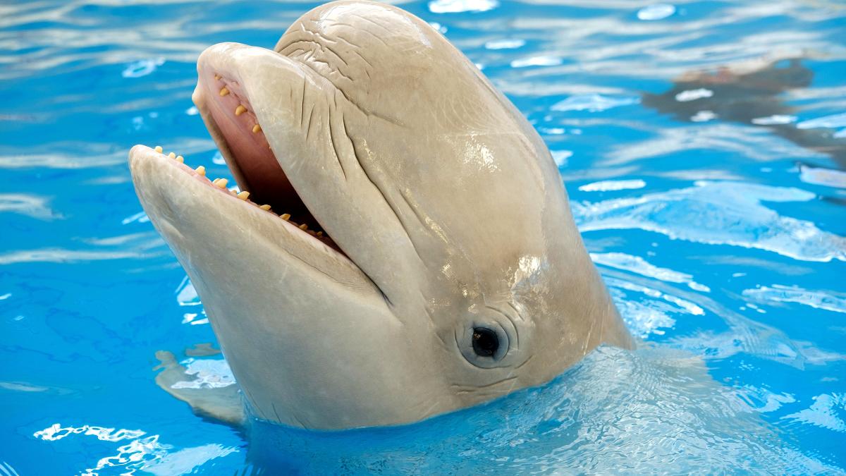 delfin-alb-beluga_35714400