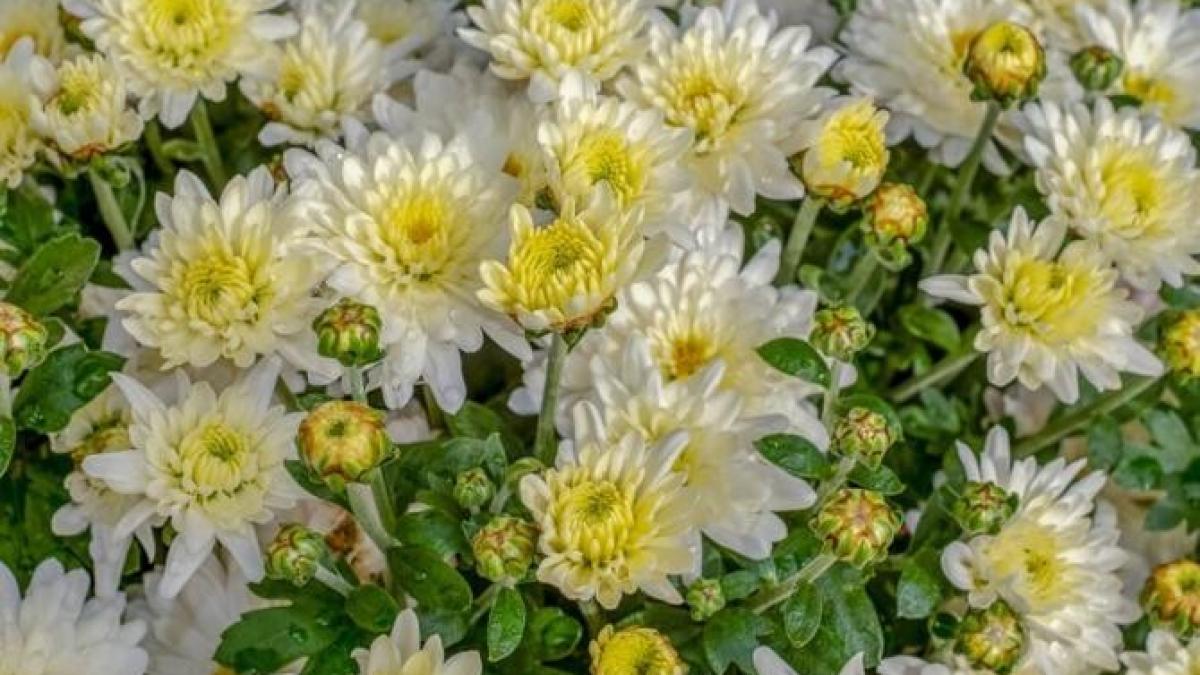 taiati-crizantemele-si-acoperiti-le-cu-un-strat-de-pamant--metoda-care-promite-o-inflorire-abundenta_29346400