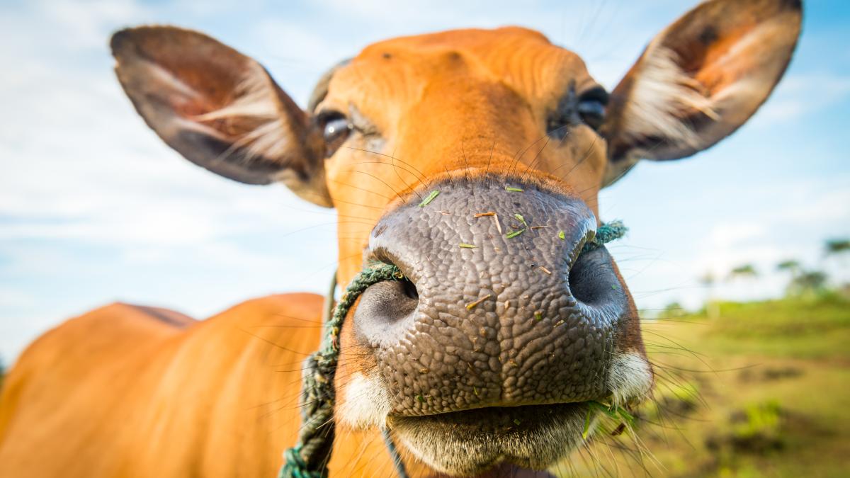 vaca-fericita_88033200