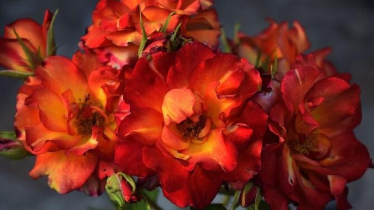 simbol-al-necazului-sau-al-iubirii--de-ce-superstitiile-interzic-sa-tinem-trandafiri-in-casa_07947800