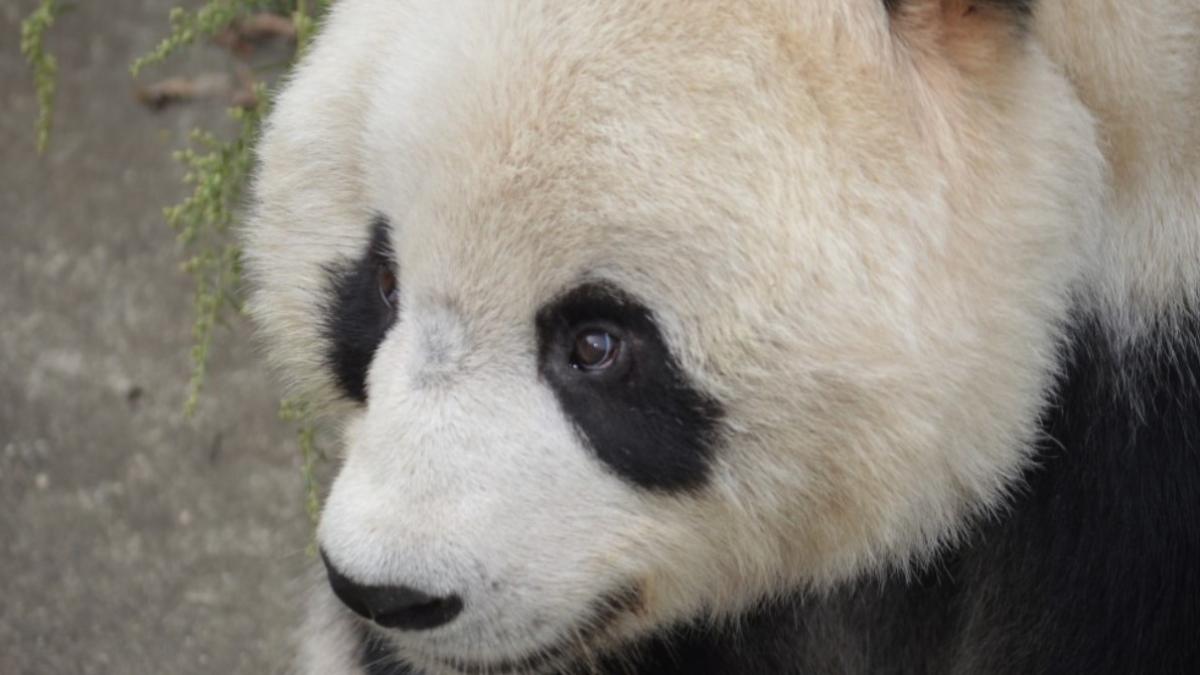 un-panda-facut-cadou-taiwanului-de-catre-china-a-murit--fusese-daruit-in-2008--cand-relatiile-bilaterale-erau-mai-bune_44051600