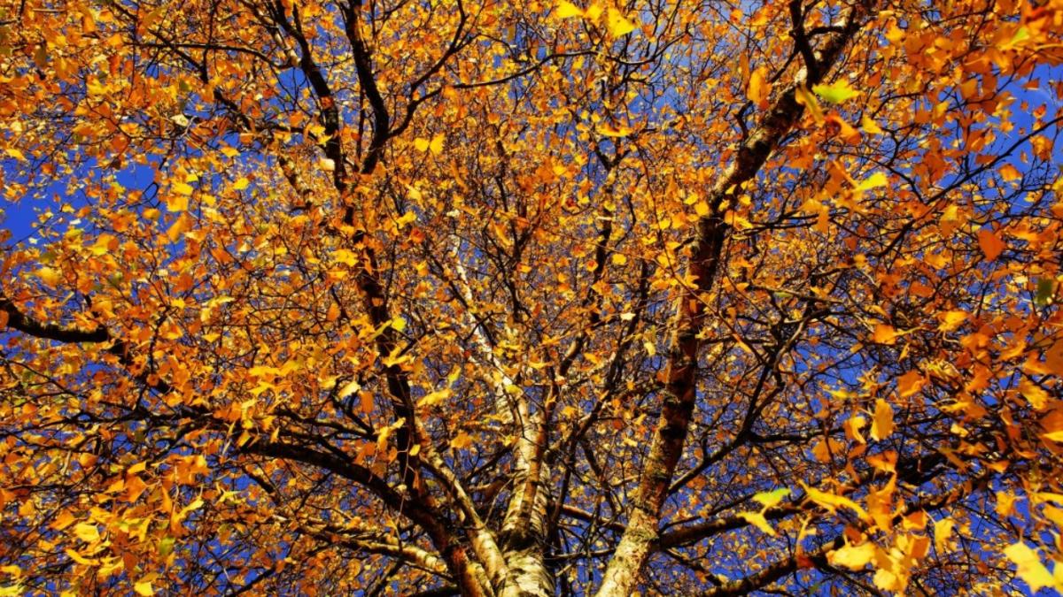 vremea-in-bucuresti-si-in-tara-in-weekendul-19-20-noiembrie--temperaturi-mai-ridicate-decat-mediile-multianuale_94548200