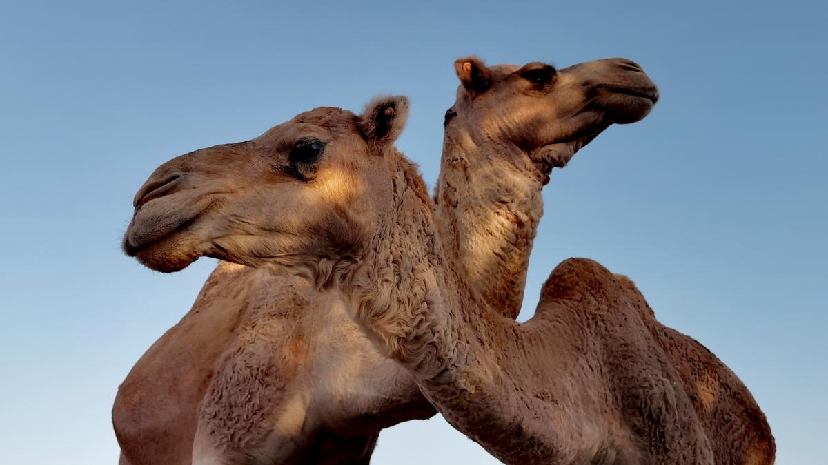 jucatorii-angliei-nu-pot-sa-doarma-din-cauza-camilelor_26949600