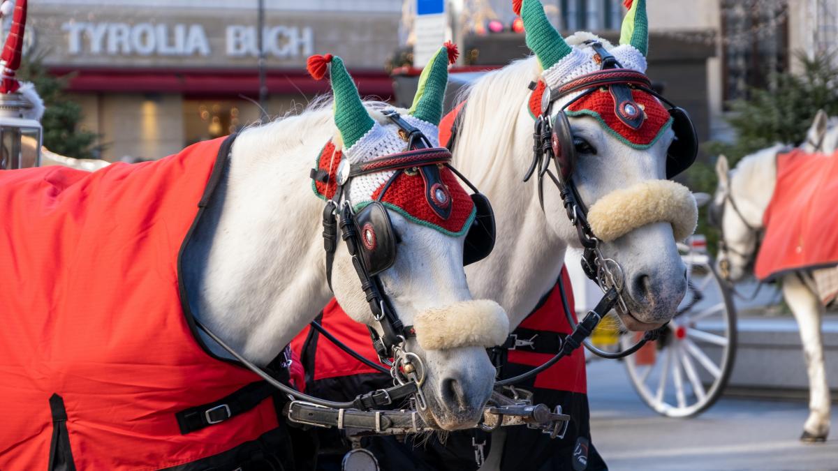 dezapezirea-in-botosani-ar-putea-fi-facuta-cu-ajutorul-unor-atelaje-trase-de-cai_75315400