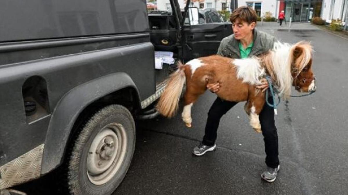 cel-mai-mic-cal-din-lume_66583000