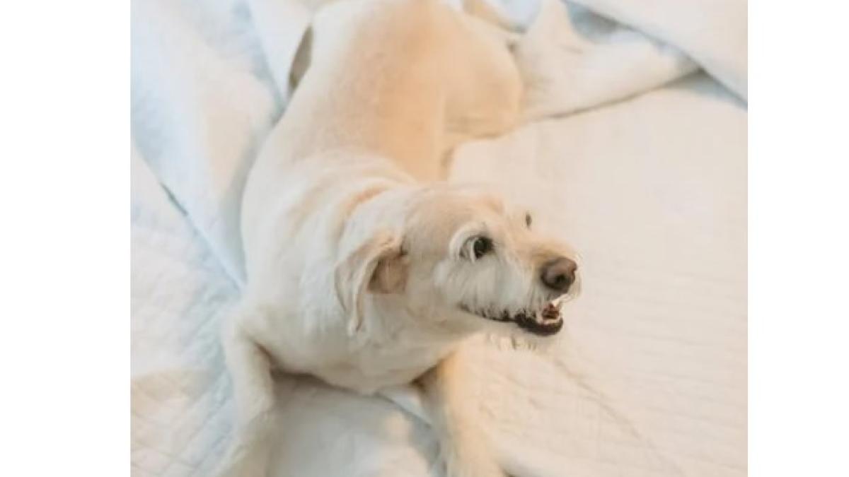 catel_foto_pexels_33859100