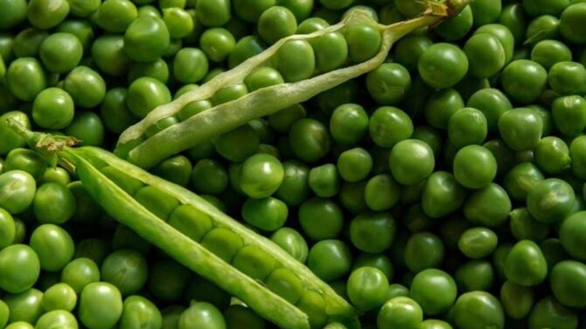 consumati-mazare-verde---are-cinci-beneficii-uimitoare-despre-care-ar-trebui-sa-stiti_87233300