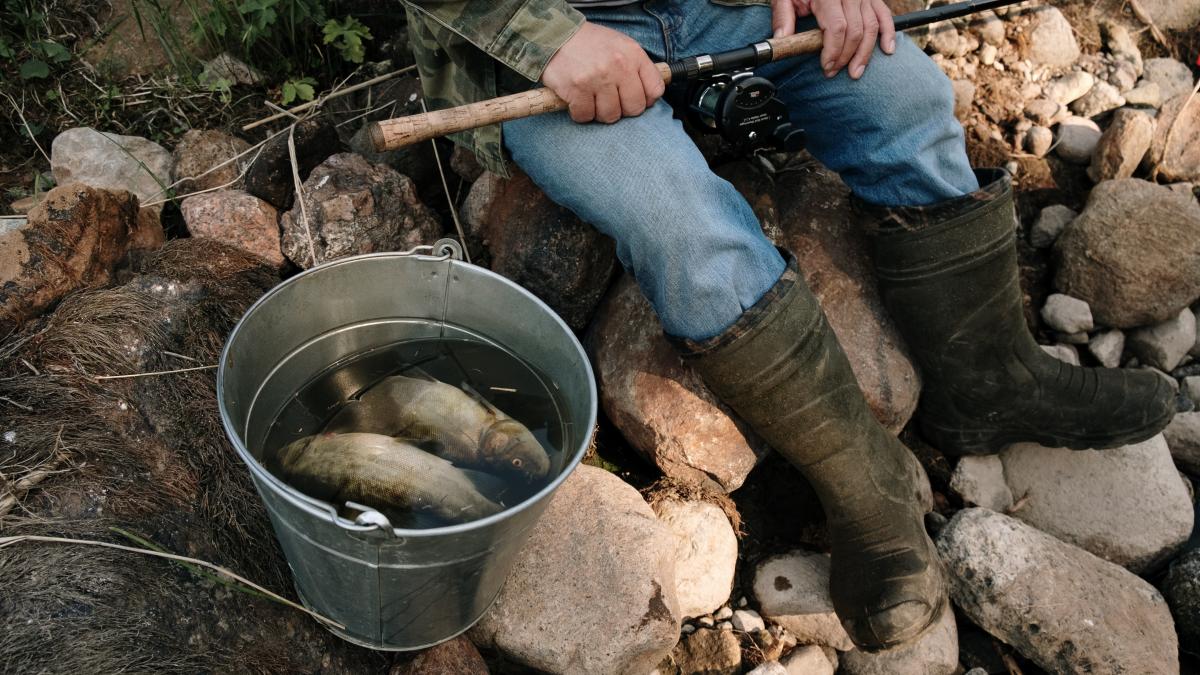 pestele-de-captura-din-dunare--un-purtator-sigur-de-metale-grele--prof-univ-dr--georgescu-mercurul-din-parul-celor-care-mananca-numai-peste-este-de-zece-ori-mai-mare-decat-limita-normala_50468700