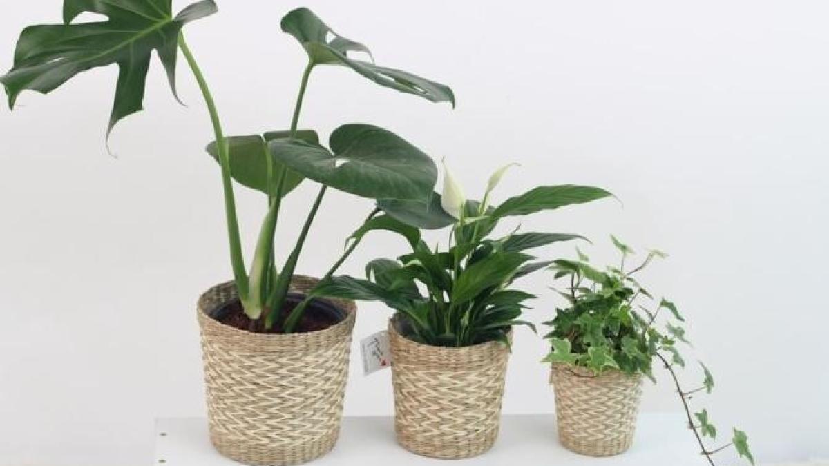 stii-ca-praful-de-pe-frunzele-plantelor-de-interior-este-periculos--scapa-imediat-de-el_40372000