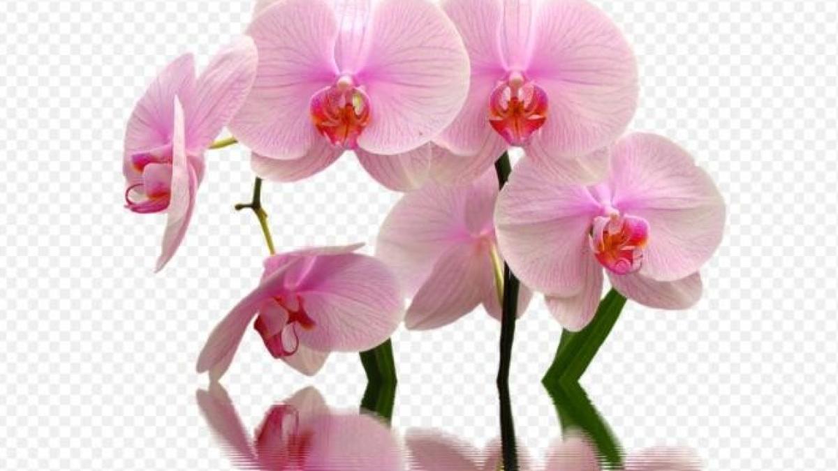 cum-se-ingrijesc-orhideele-prc-e2prc-80prc-8bprc-e2prc-80prc-8biarna--secretul-care-salveaza-plantele_98579800