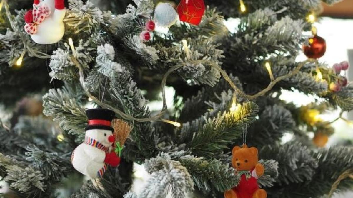 decizia-autoritatilor-germane---bradul-din-fata-cancelariei-federale--iluminat-doar-patru-ore-pe-zi_71405500