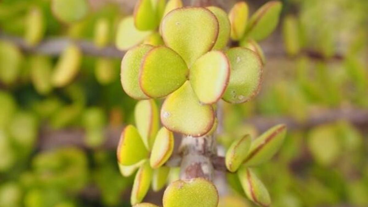 ritualul-magic-pentru-arborele-banilor--va-aduce-mai-multi-bani-in-casa-si-vei-avea-stabilitate-financiara_45984600