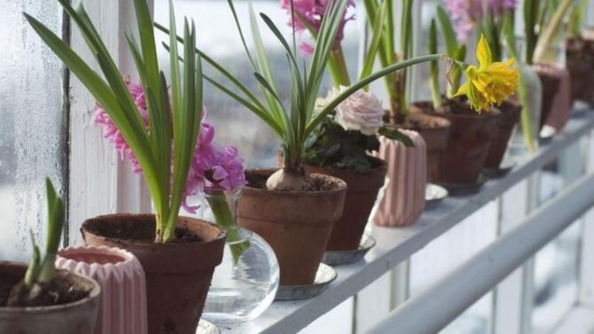 de-ce-unele-gospodine-pun-zahar-in-ghivecele-plantelor-de-interior--solutia-minune-pentru-florile-slabe-si-ofilite_14937600