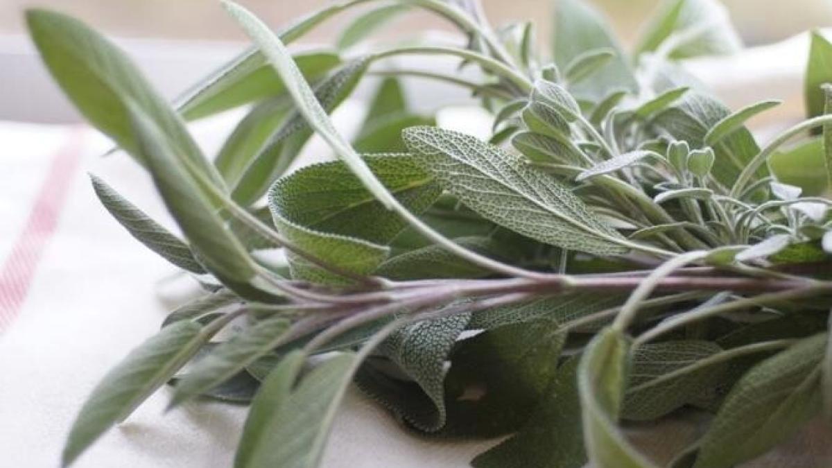 salvia-are-numeroase-beneficii--cum-sa-o-introduci-in-dieta-daca-vrei-sa-fii-sanatos_25261500