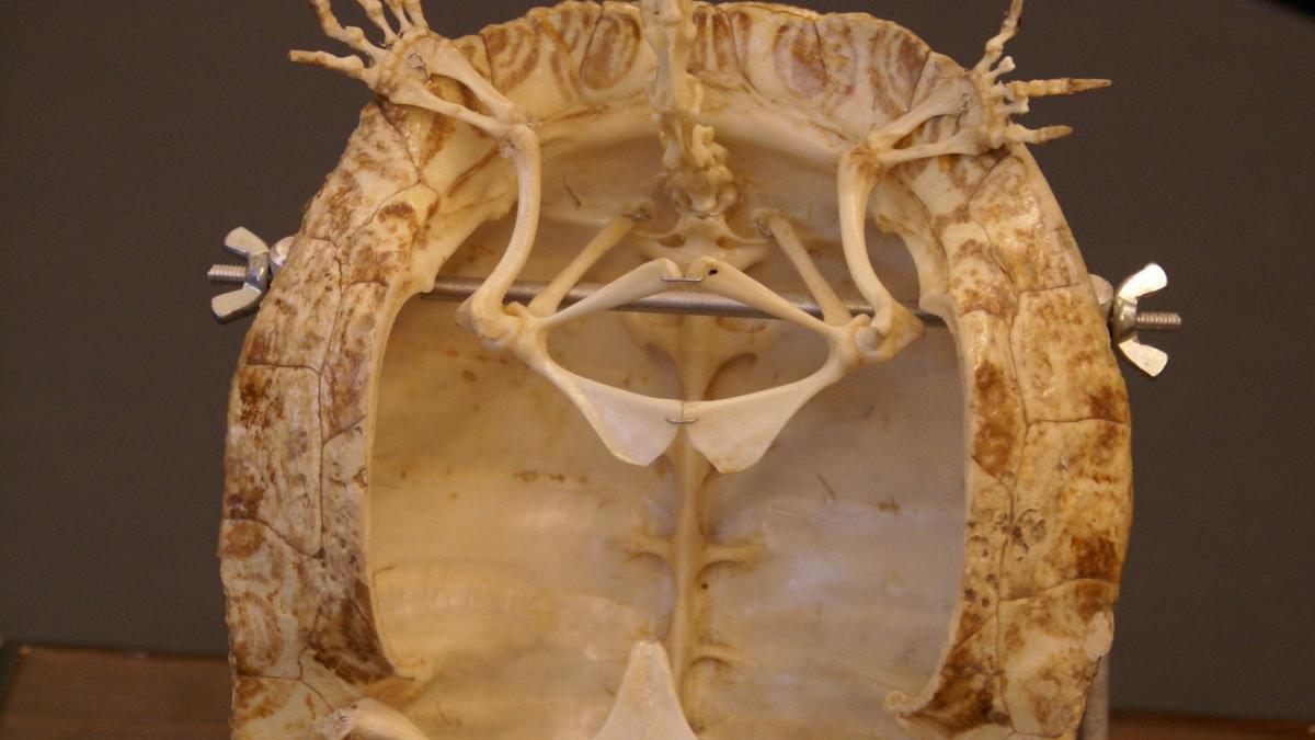 schelet-broasca-testoasa_82888900