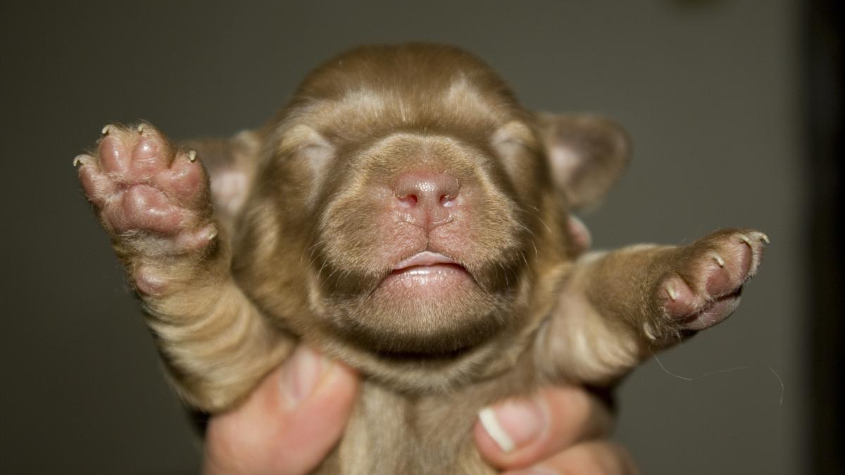 clona-pui-ccatel_44215000