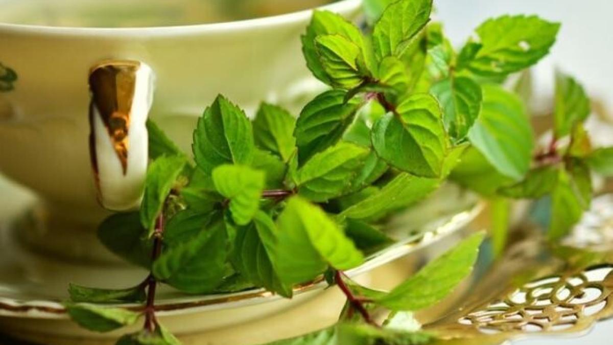 consumati--regulat--ceai-de-menta--are-zeci-de-beneficii-pentru-sanatate_35996700