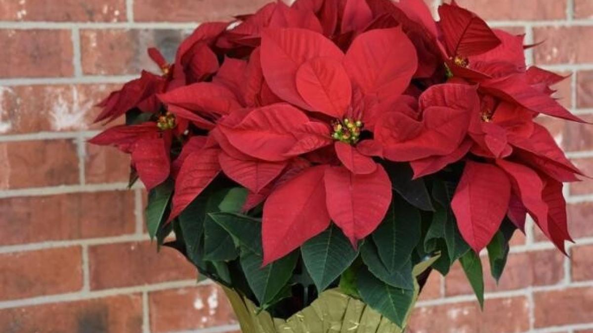 cum-se-uda-o-craciunita--majoritatea-nu-stiu-nimic-despre-floare-si-o-distrug-inainte-de-craciun_35369200