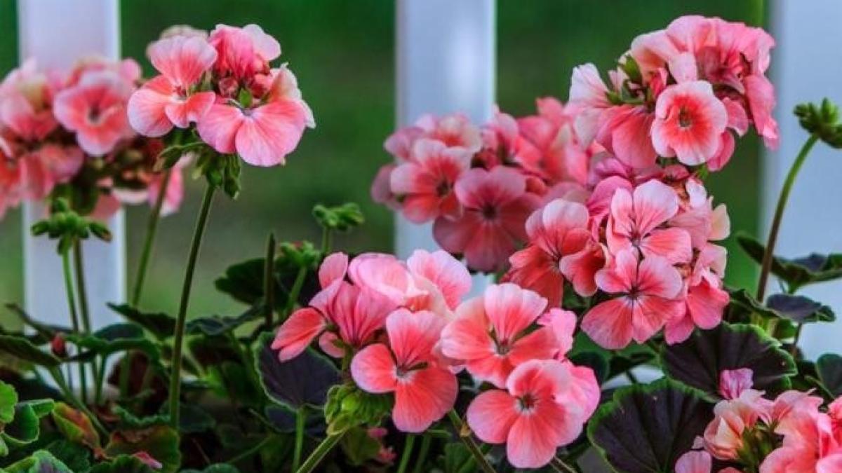 greseli-pe-care-le-faceti-cand-ingrijiti-o-muscata--din-cauza-lor-planta-nu-va-inflori_56167300