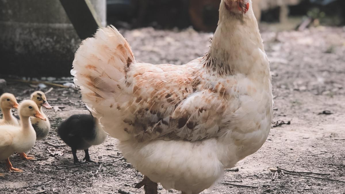 ciachir_sfant_pxl_58955800