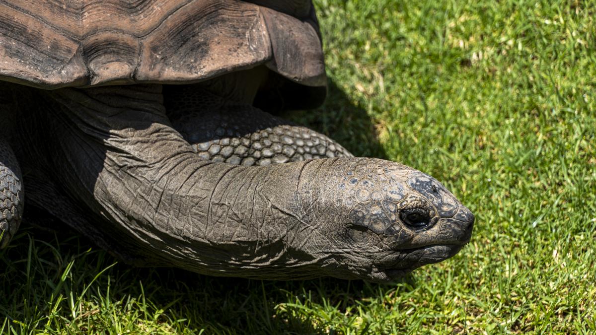 testoasa-batrana_10170400