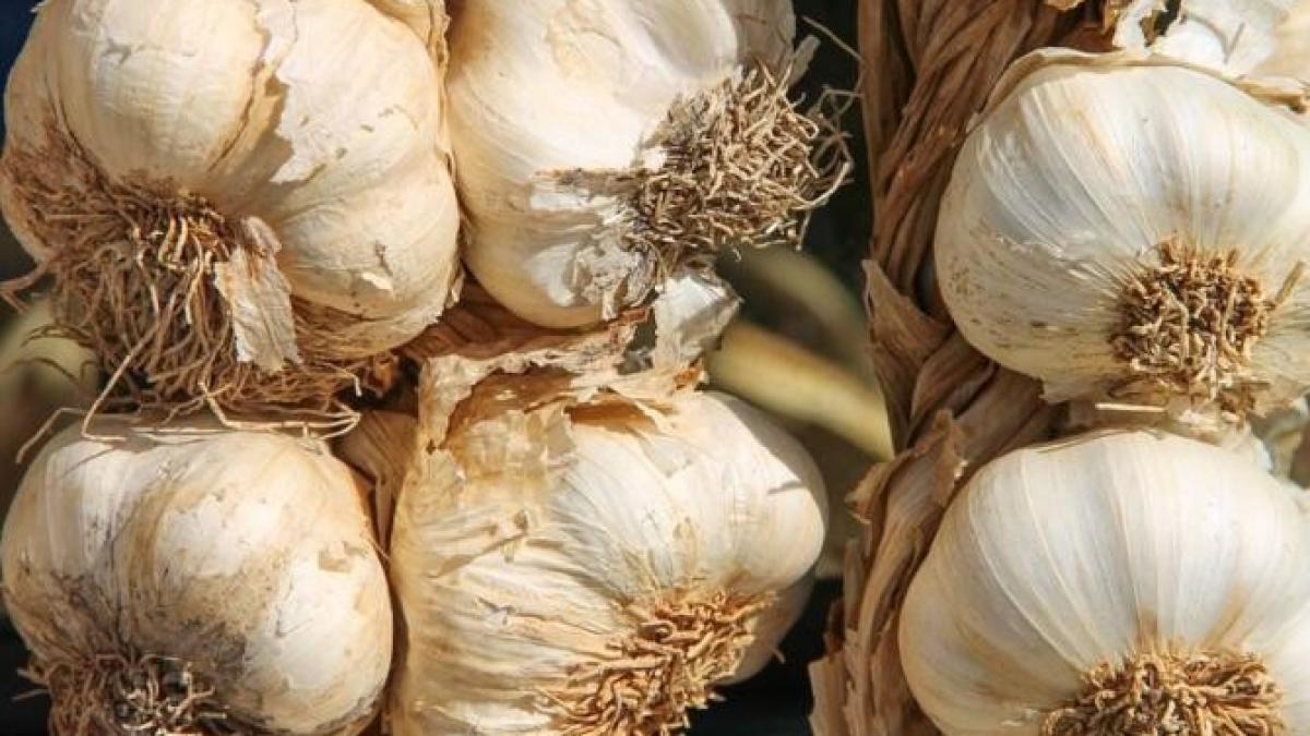 daca-ai-peste-30-de-ani--este-timpul-sa-mananci-mai-des-usturoi_37912000